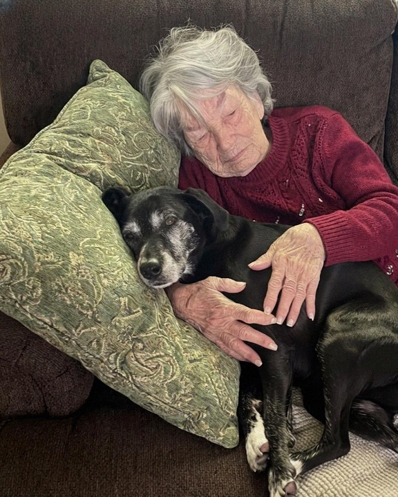 While my relatives argued over my grandmother’s will, I was the only one who cared for her beloved dog — and in doing so, I uncovered the hidden secret she left behind.