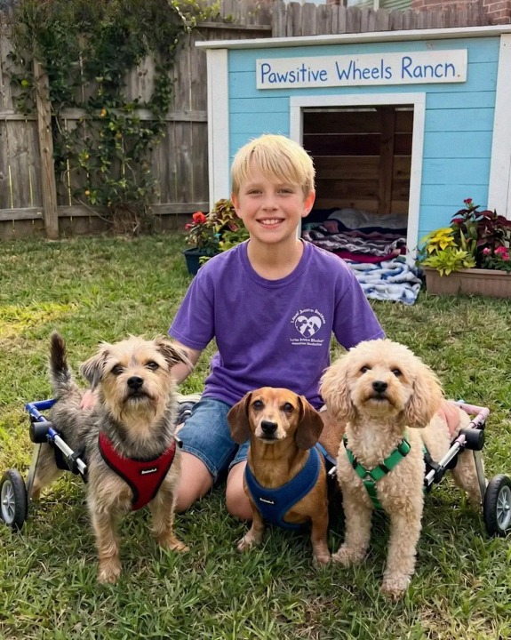 My 12-year-old son built wheelchairs for three stray dogs — but after our neighbor destroyed their shelter, what happened the next day changed everything.