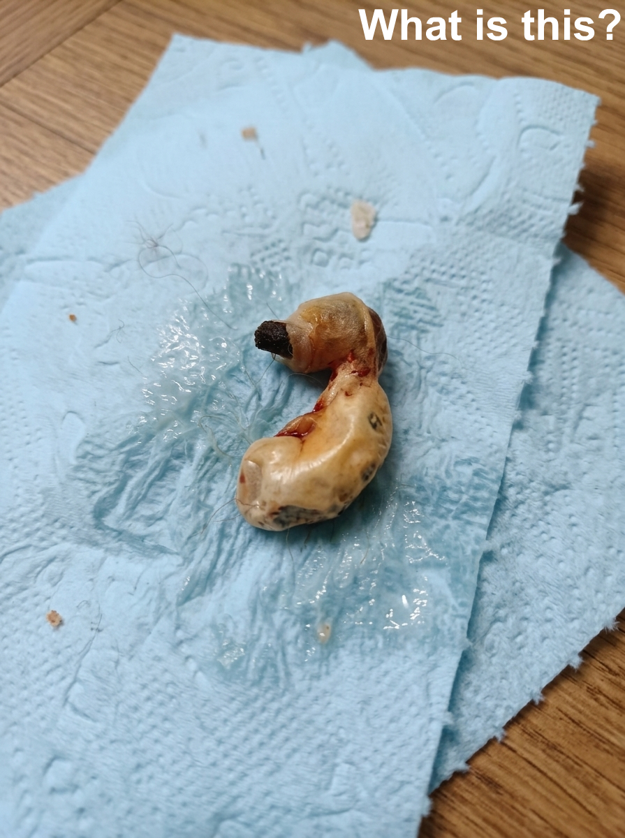 You won’t believe what this terrified mother found hiding in her son’s bedroom