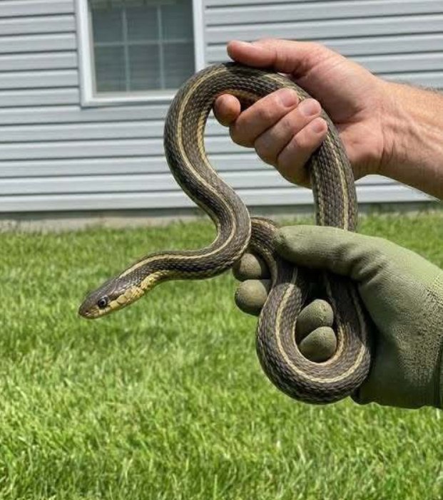 The Nightmare Beneath Your Floors: The Real Reason Snakes Are Entering Your Home