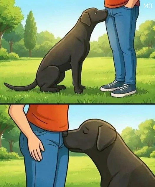 The surprising reason dogs sniff people—and what it really indicates
