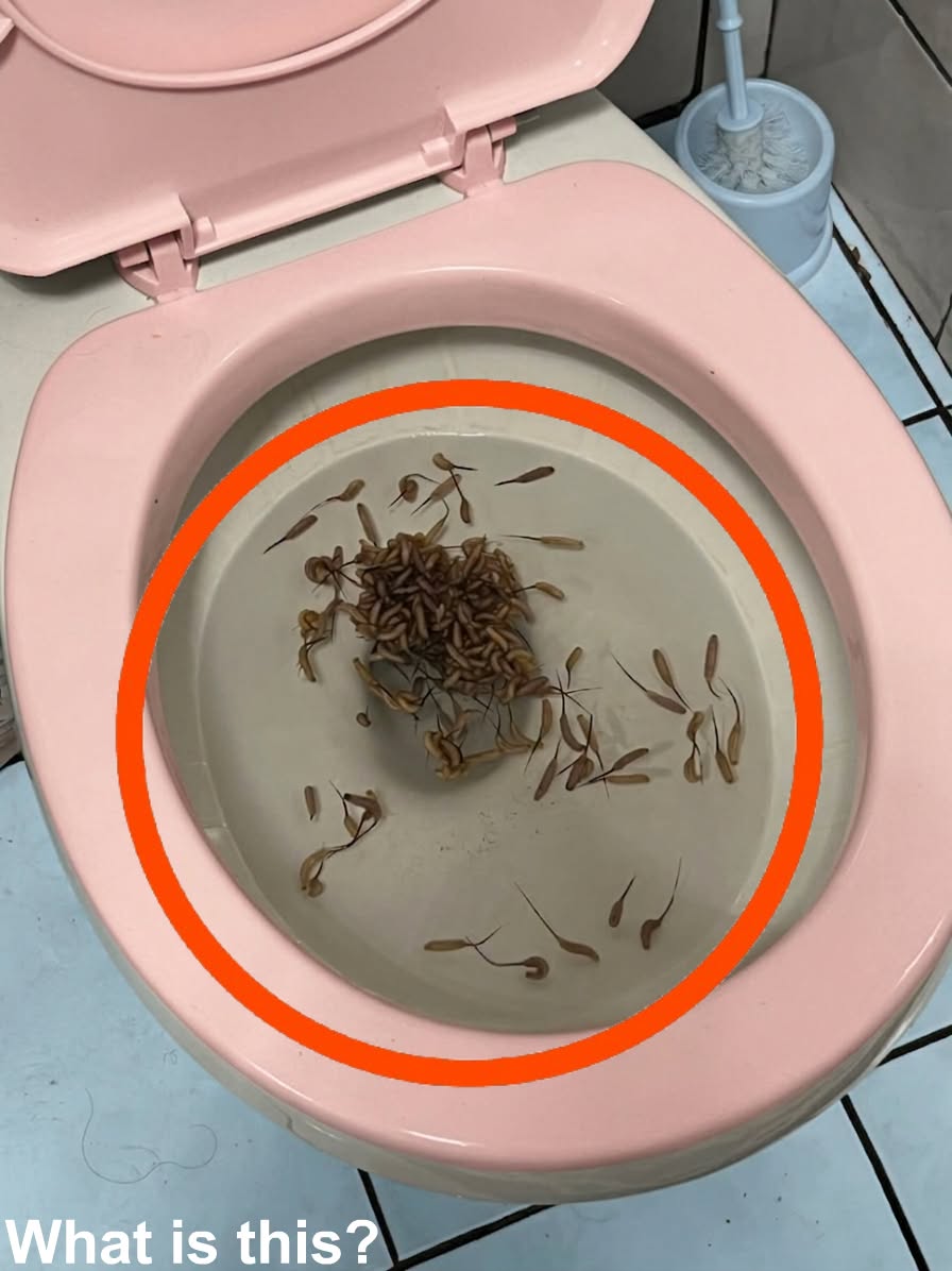 I Discovered Something Horrifying Moving Inside My Toilet — The Truth About How It Got There Shocked Me